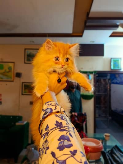 Female Ginger baby cat