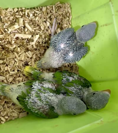 Kashmiri Pahari chicks
