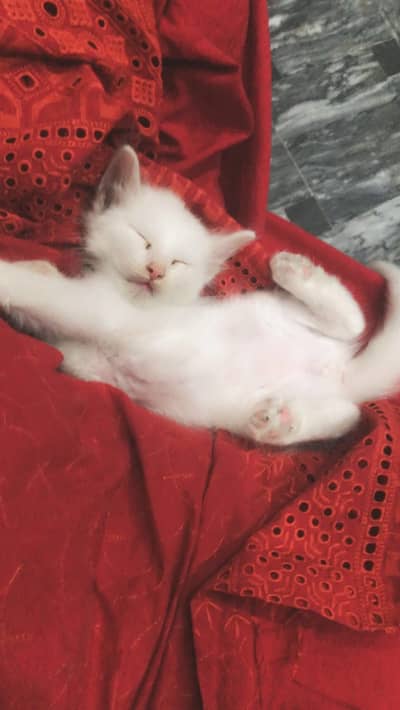 White baby kitten 35days emergency adoption