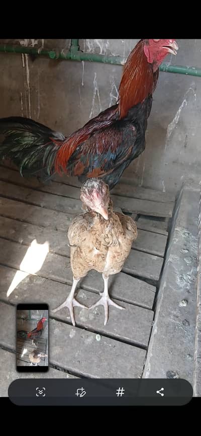 exchange krna pigeon ky st