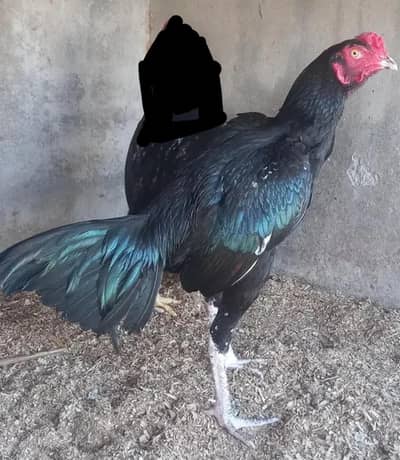 Full blck lassani murga high quilty final 7000