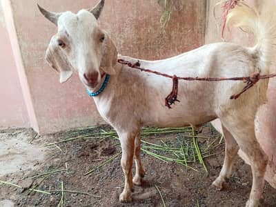 bakra urgent sale
