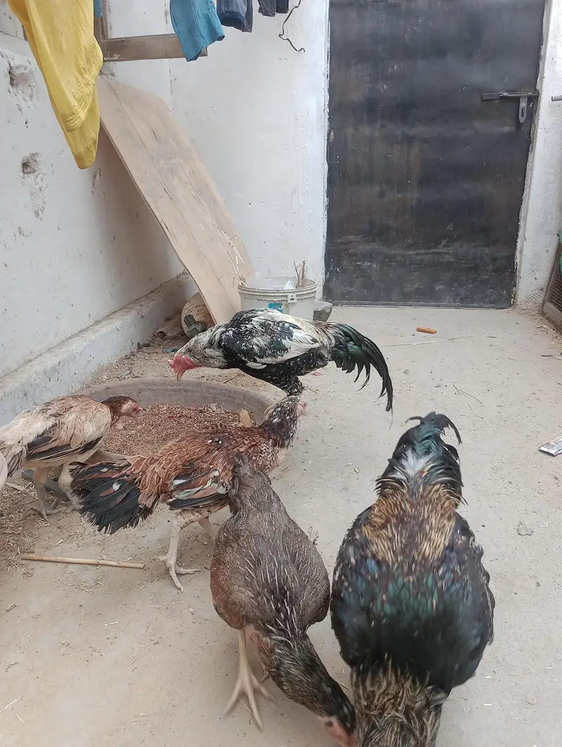 Aseel mianwali pair — photo 3