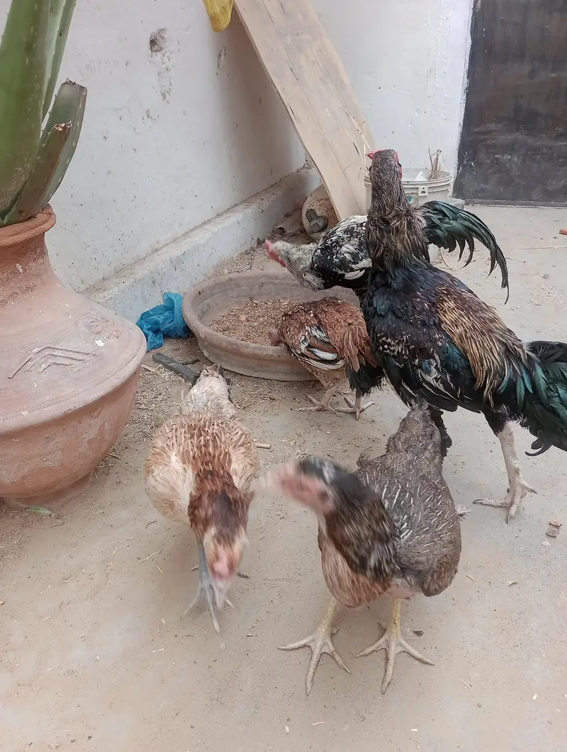 Aseel mianwali pair — photo 5