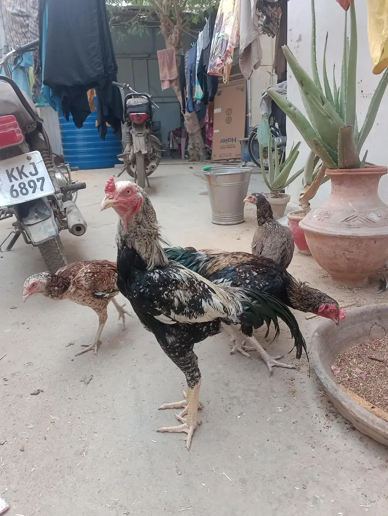 Aseel mianwali pair — photo 7
