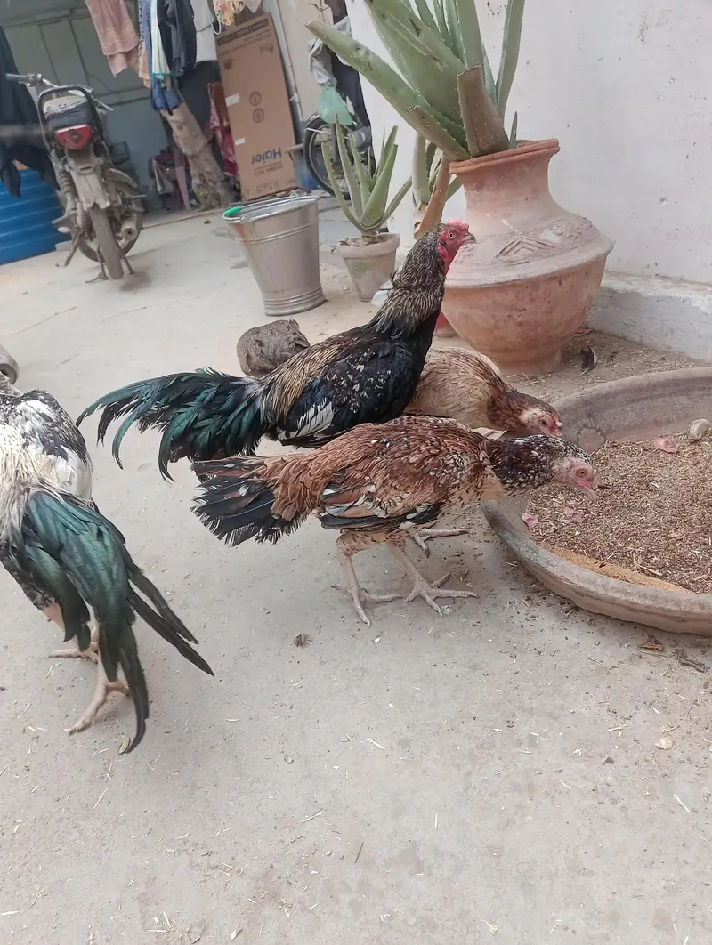 Aseel mianwali pair — photo 8