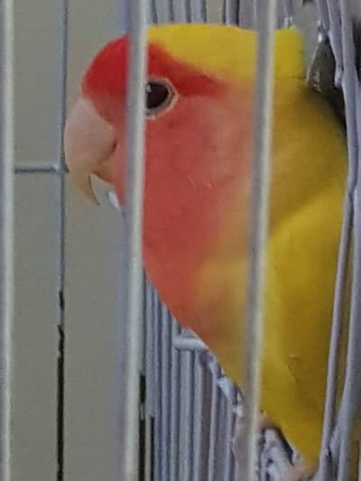 LoveBird Pair in Yellow