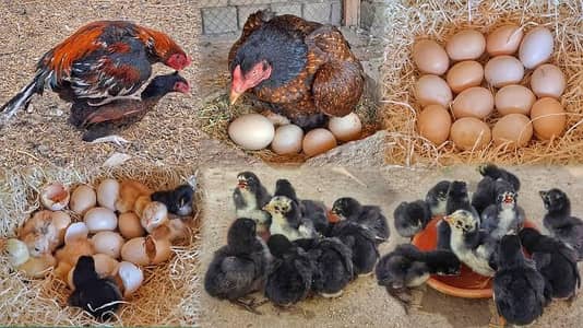 pure Golden misri Desi eggs