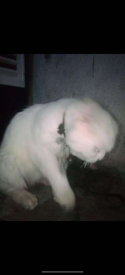 cat for sale