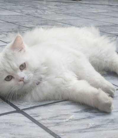PERSIAN CAT AVAILABLE WITH DOUBLE VACCINES CARD TRIPLE COATED