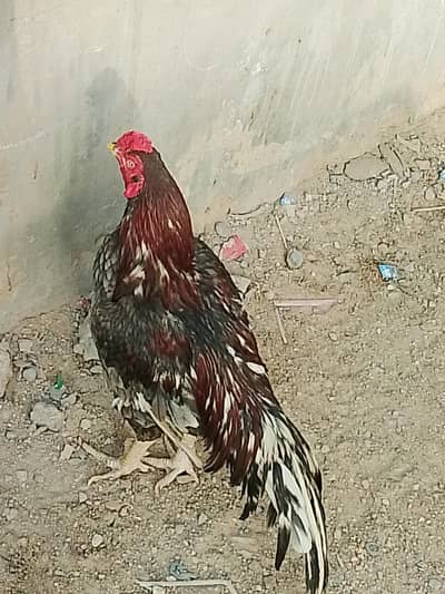 aseel lasani murga