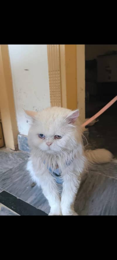 Persian Cat