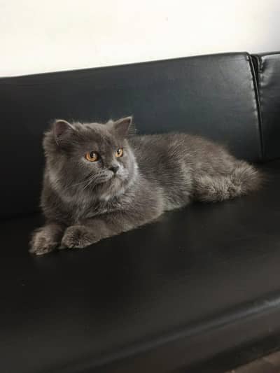 Gray color Persian triple coated pair | fluffy Kittens