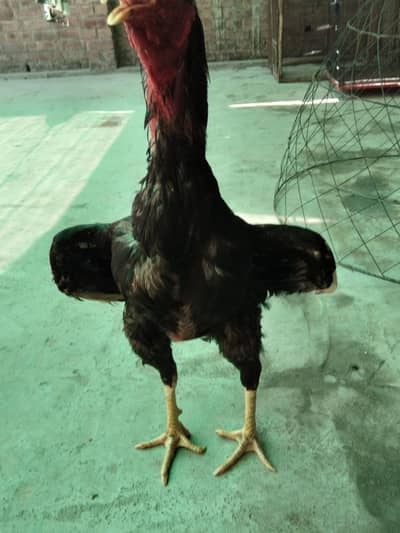 Assel Murga