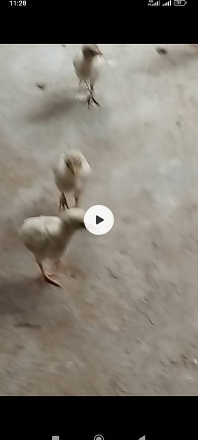 Chicks