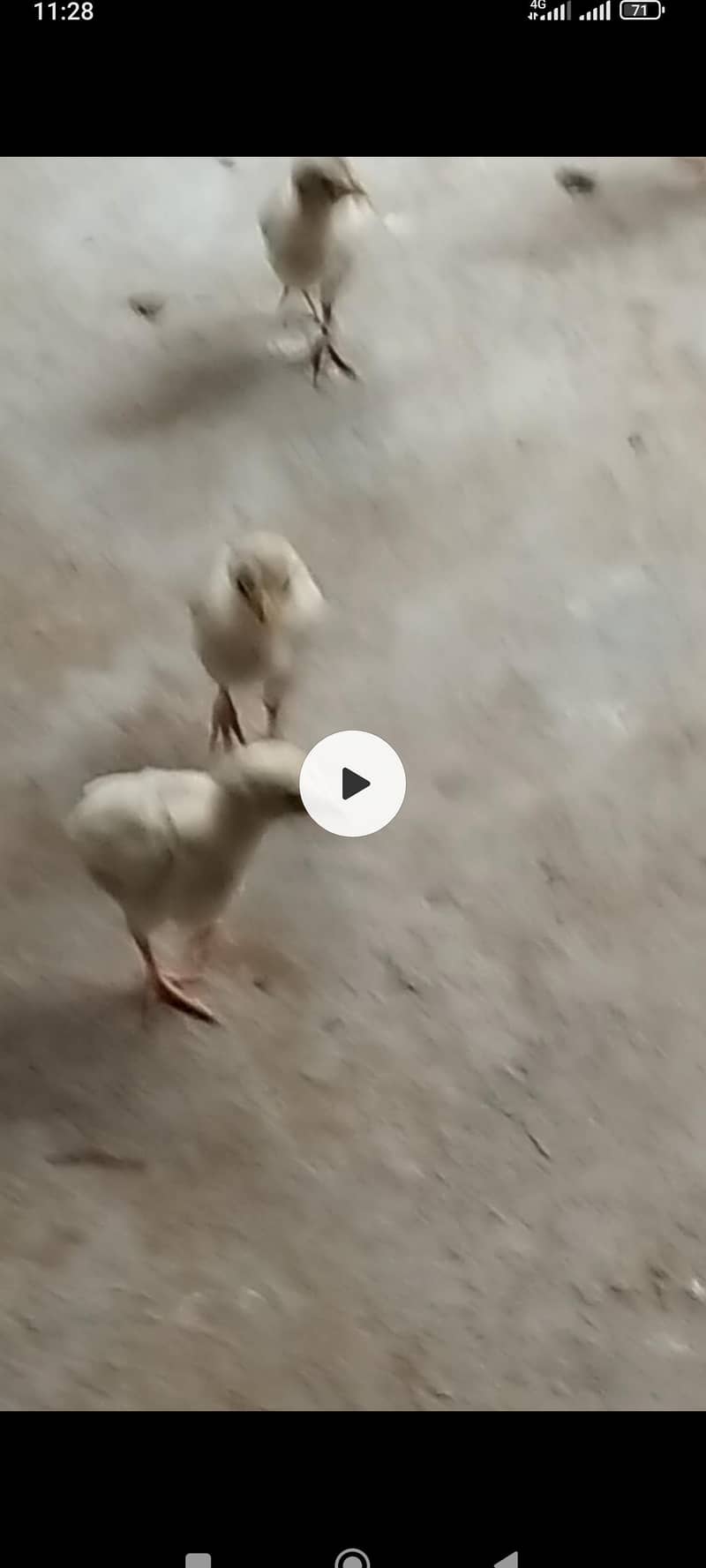 Chicks 0
