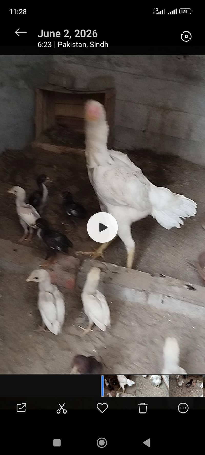 Chicks 1
