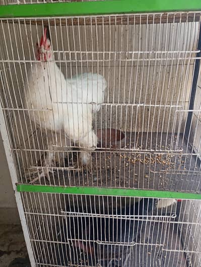 White Buff Pair and aseel Sindhi hen female