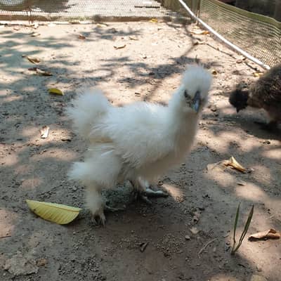 silkie