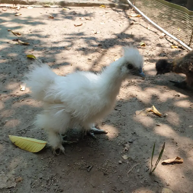 silkie — photo 2