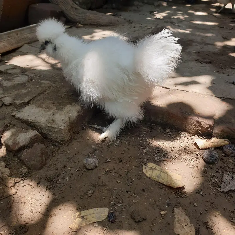 silkie — photo 3
