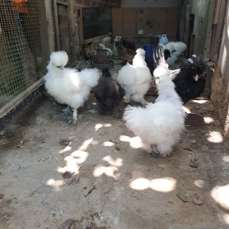 silkie — photo 4