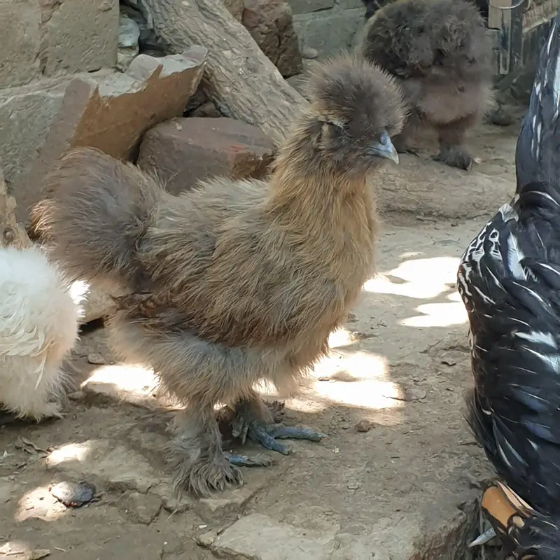 silkie — photo 5
