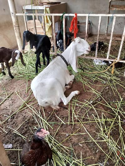 golabi bakri 1 month Cross