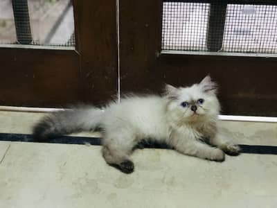 Persian kittens
