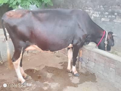 Freison cow for sale