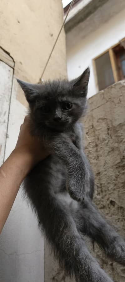 Persian cat for sale