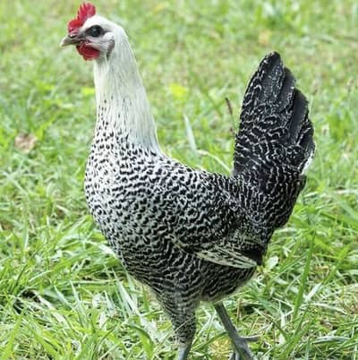 Egyptian fayomi chicks available