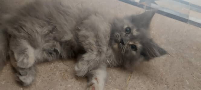 3 TRIPLE COAT PERSIAN KITTENS