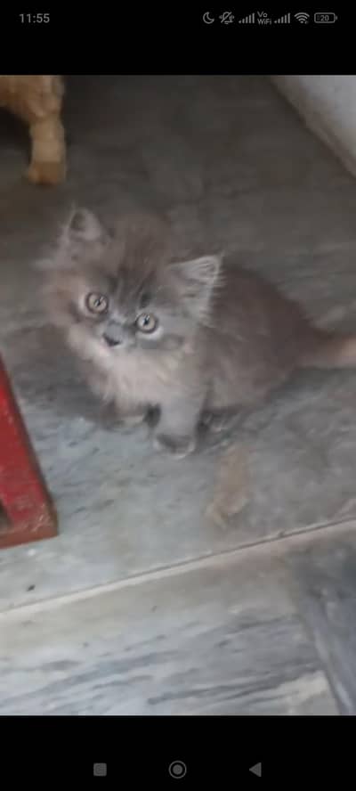 Persian Cats For Sale