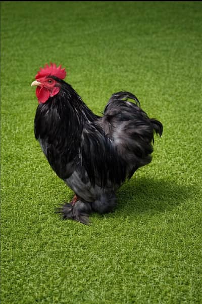 Black Bantum white bantum frizzle aseel mushka aseel heara Desi hens