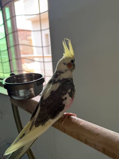 Active Pied cockatiel