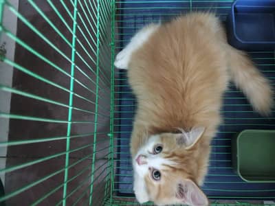 PERSIAN CAT - 2.5 MONTHS - MALE BABY - FULLY ACTICE