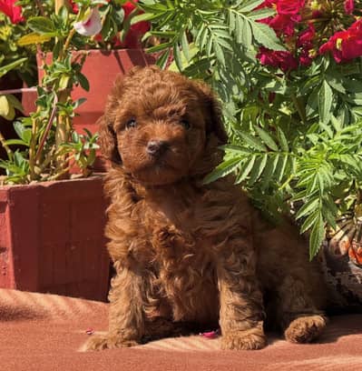Toy Poodle available for sale