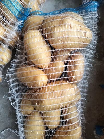 potato