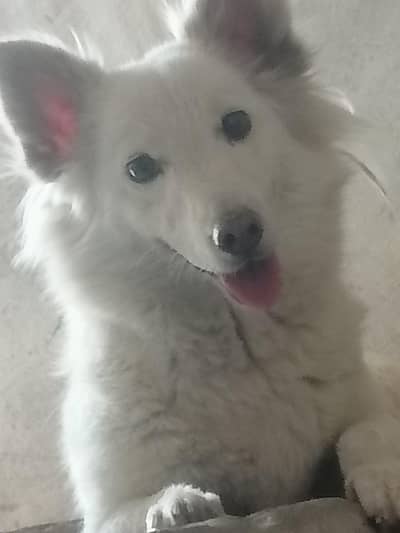 pista white female dog good security and vaccinated