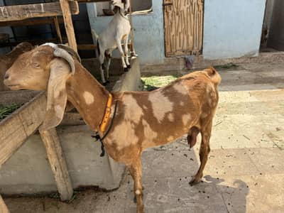 Bakri