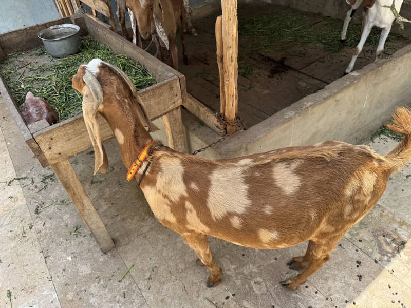Bakri 1