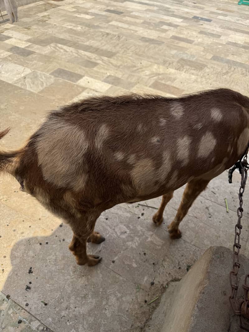 Bakri 2