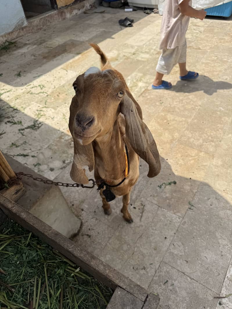 Bakri 3