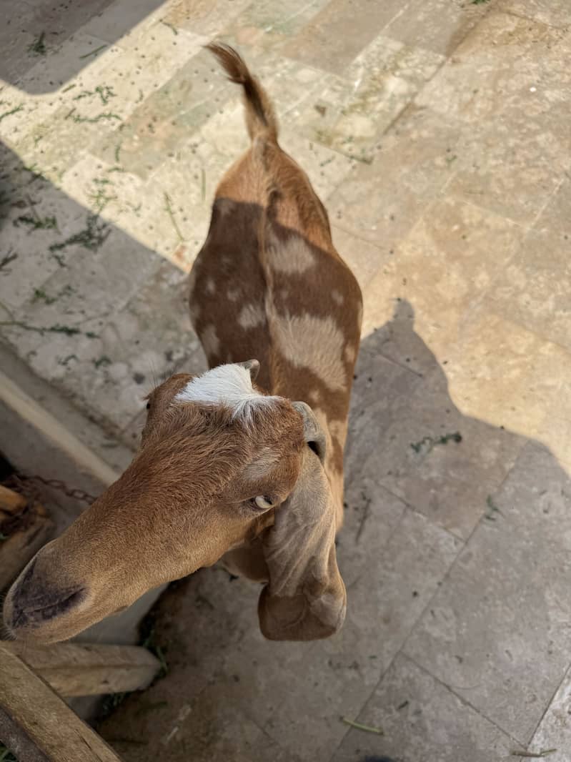 Bakri 4