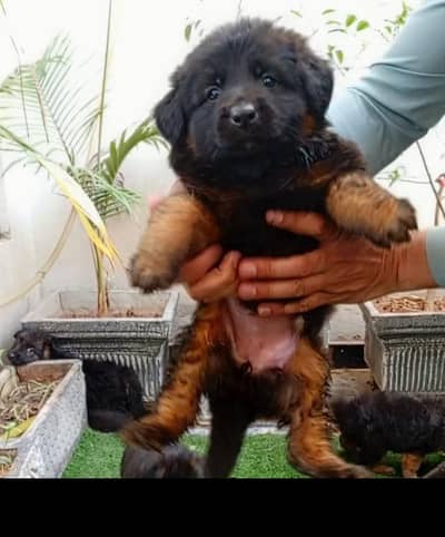 German shepherd long coated puppies