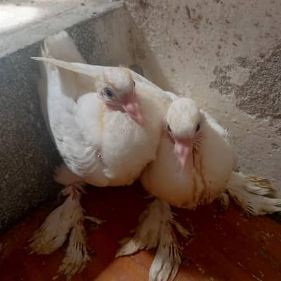 gubara kabutar pair baby