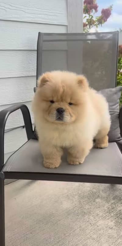 Chow Chow Puppies available for sale