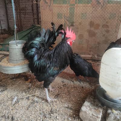 Australorp Rooster