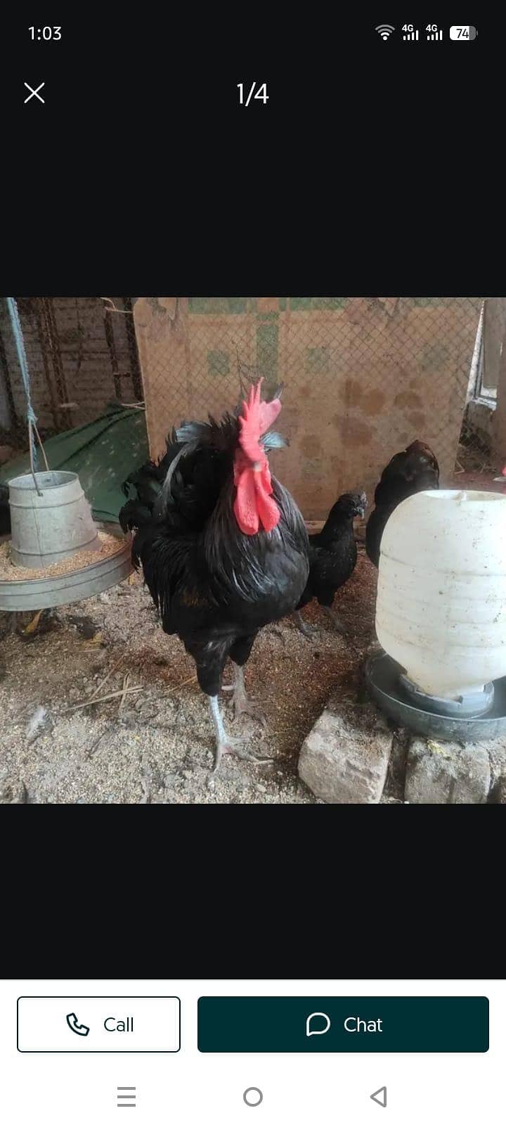 Australorp Rooster 1
